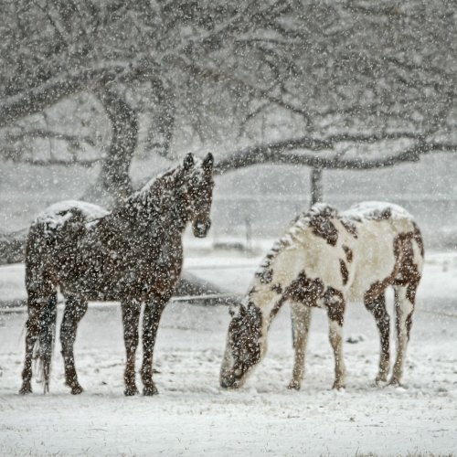 Winter Horses Online Jigsaw Puzzle