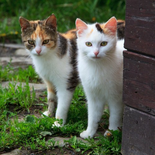 Two Kittens Online Jigsaw Puzzle