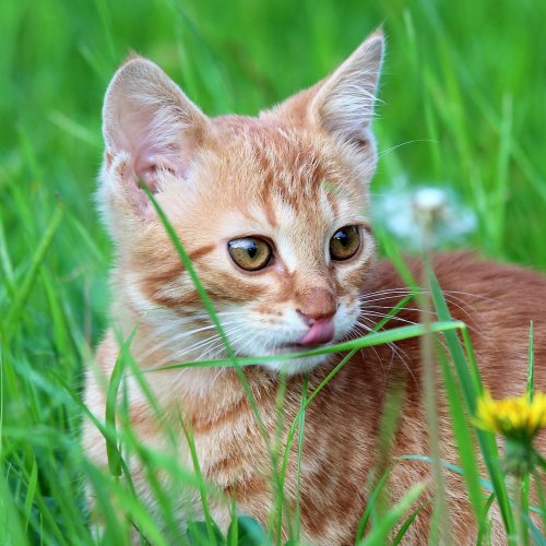 Red Kitty in the Grass Online Jigsaw Puzzle