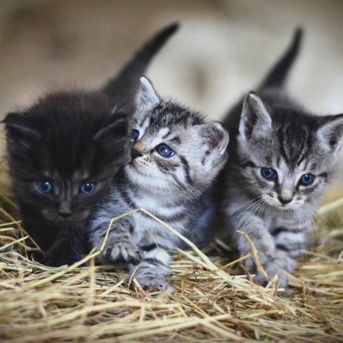Three Cute Kittens Online Jigsaw Puzzle