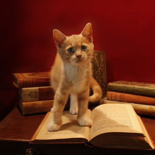 Kitten on the Books Online Jigsaw Puzzle