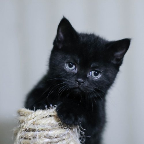Cute Black Kitten Online Jigsaw Puzzle