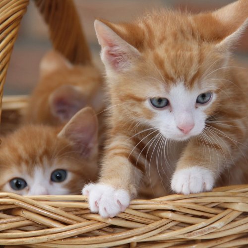Red Kittens in a Basket Online Jigsaw Puzzle