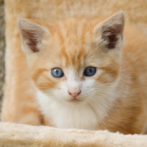 Red Cute Kitten Online Jigsaw Puzzle