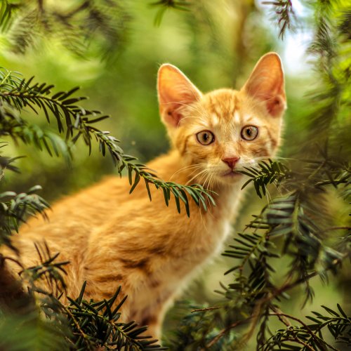 Kitten and Cypress Online Jigsaw Puzzle
