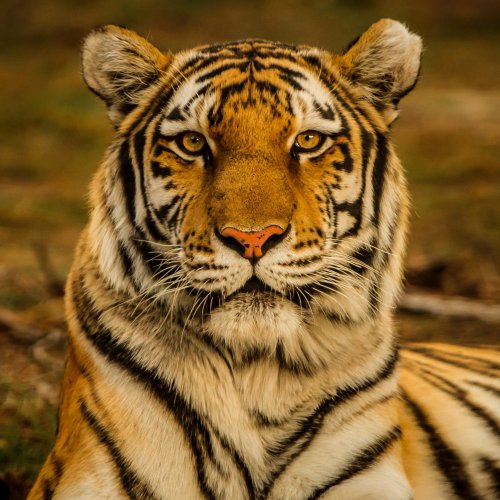 Beautiful Tiger Online Jigsaw Puzzle