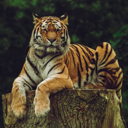 Sitting Tiger Online Jigsaw Puzzle
