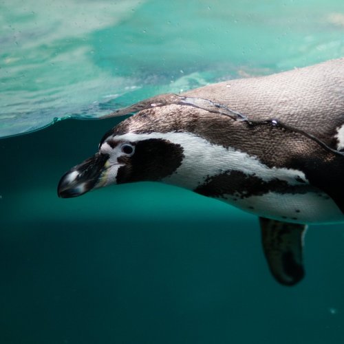 Swimming Penguin Online Jigsaw Puzzle