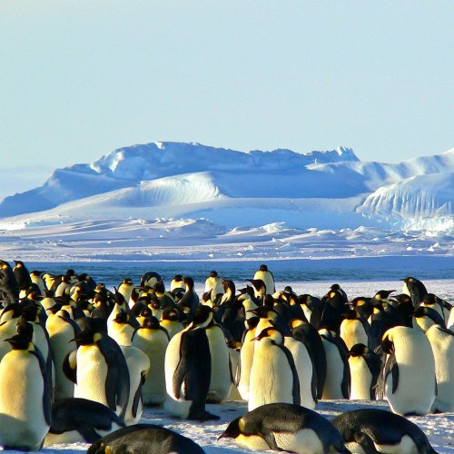 Penguins Near the Mountains Online Jigsaw Puzzle