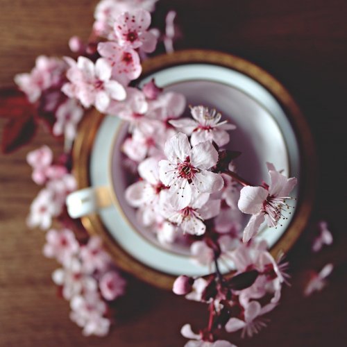 Cherry Blossoms in the Cup Online Jigsaw Puzzle