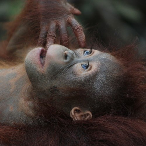 Baby Orangutan Online Jigsaw Puzzle