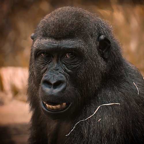 Portrait of a Gorilla Online Jigsaw Puzzle