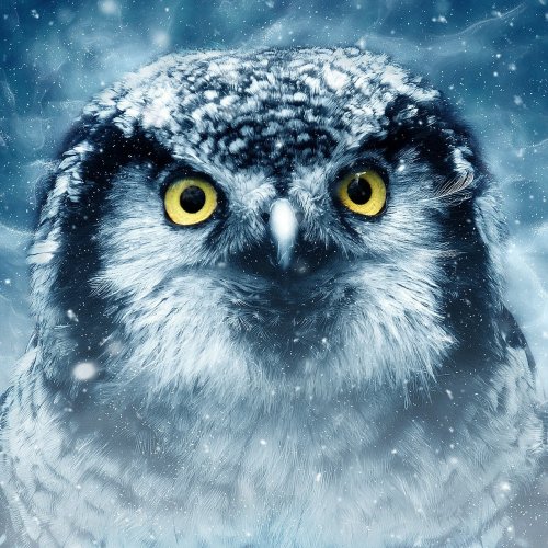 Owl in Snow Online Jigsaw Puzzle