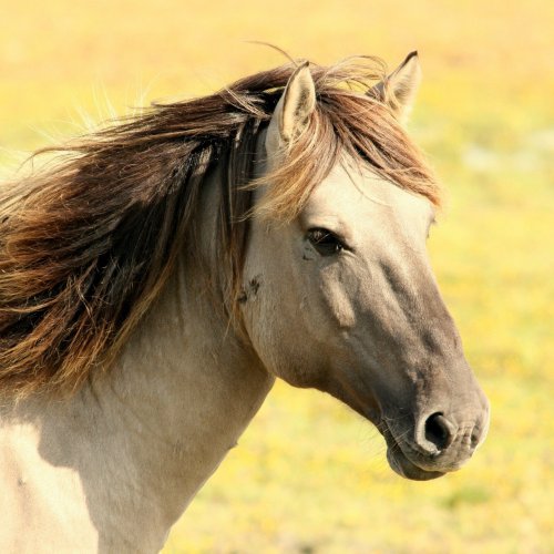 Beautiful Horse Online Jigsaw Puzzle