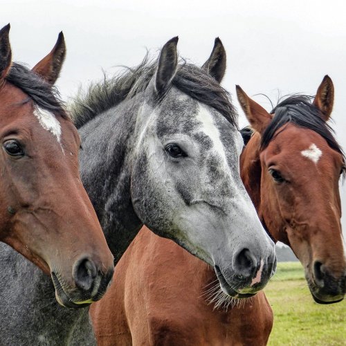 Three Horses Online Jigsaw Puzzle