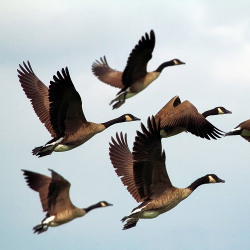 Flock of Geese Online Jigsaw Puzzle