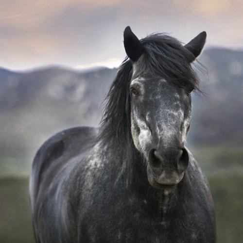 Gorgeous Horse in the Mountains Online Jigsaw Puzzle