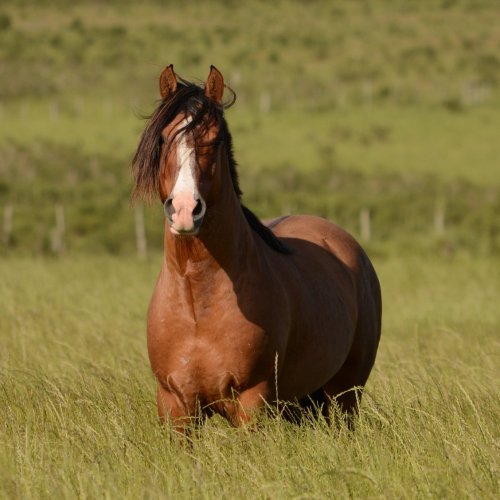 Wild Horse in the Field Online Jigsaw Puzzle