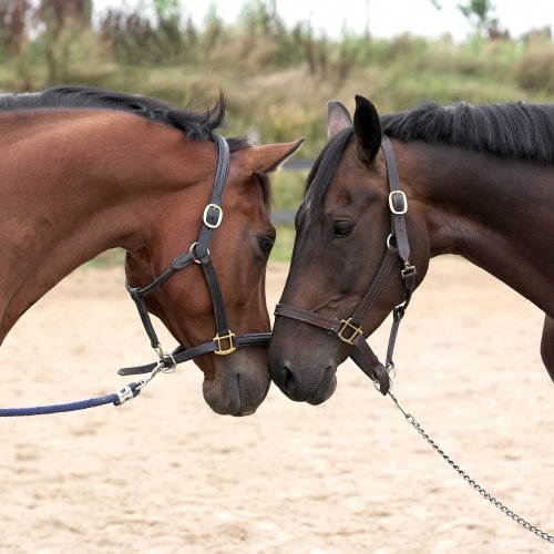 Two Horses in Love Online Jigsaw Puzzle