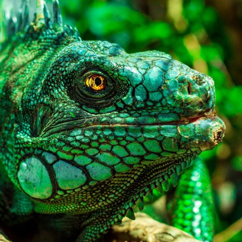 Big Green Iguana Online Jigsaw Puzzle