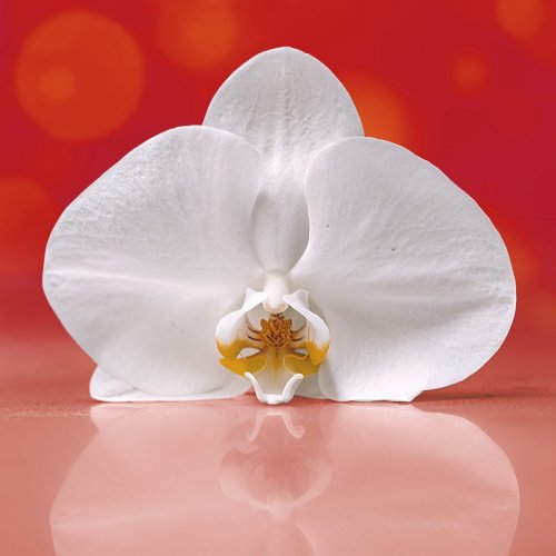 White Orchid Online Jigsaw Puzzle