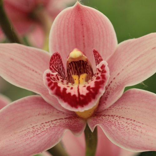 Blush Pink Orchid Online Jigsaw Puzzle
