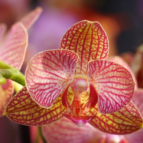 Beautiful Orchid Online Jigsaw Puzzle
