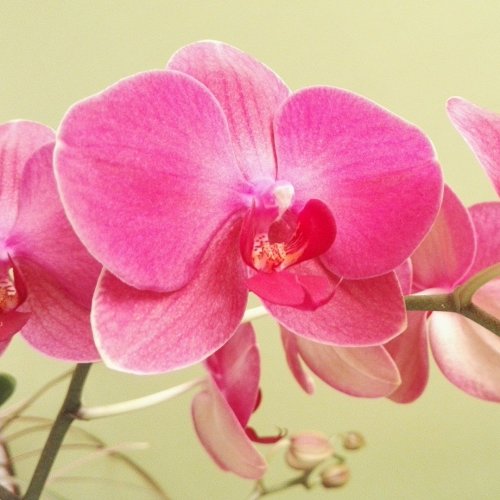 Pink Orchid Online Jigsaw Puzzle