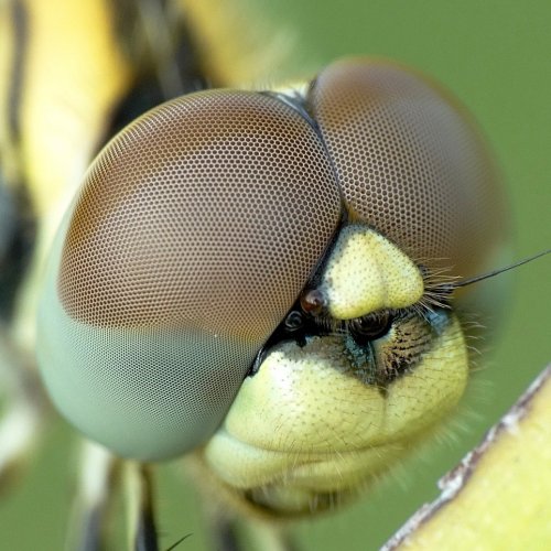 Eyes of a dragonfly