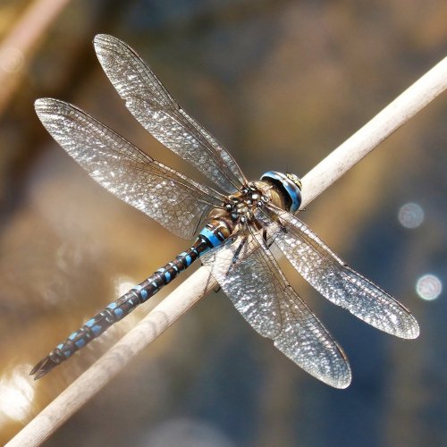 Dragonfly jigsaw puzzle