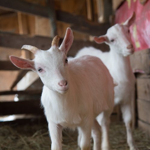 Baby goats jigsaw puzzle