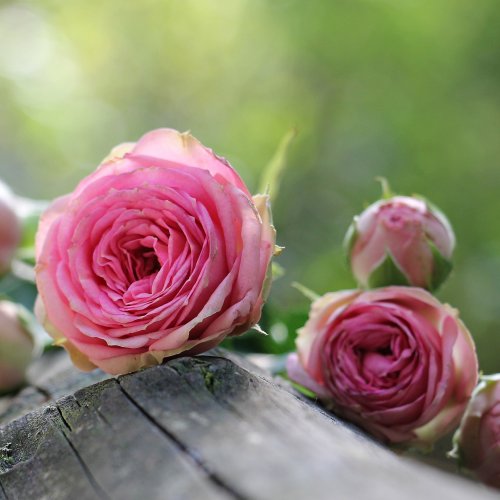 Pink roses jigsaw puzzle