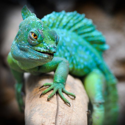 Reptiles Quiz: questions and answers
