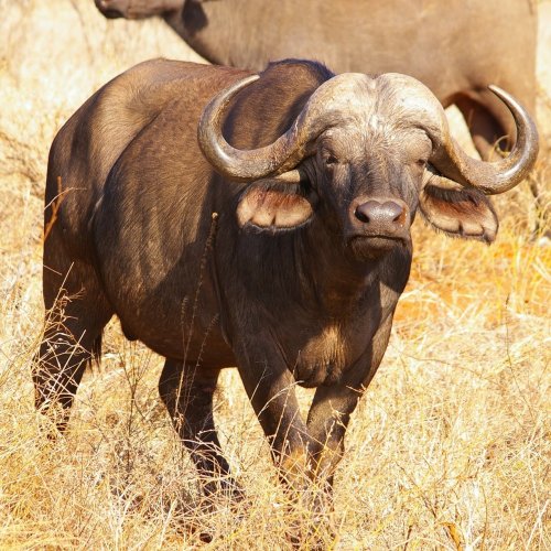 African Buffalo Quiz: questions and answers