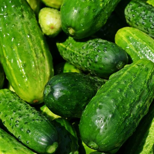 Cucumber Quiz: questions and answers