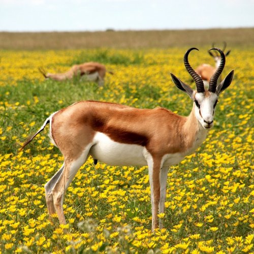 Antelope Quiz: questions and answers