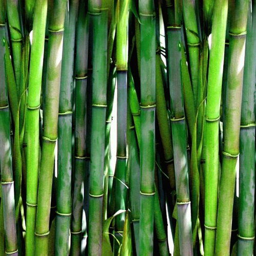 Bamboo Quiz: questions and answers