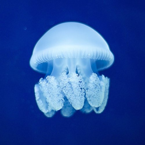 Jellyfish Quiz: Trivia Questions and Answers