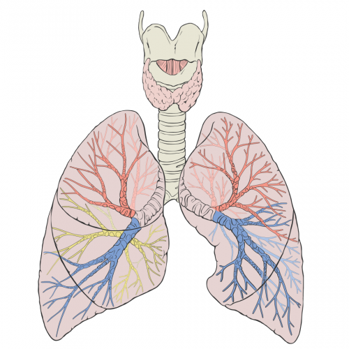 Lungs Quiz: questions and answers