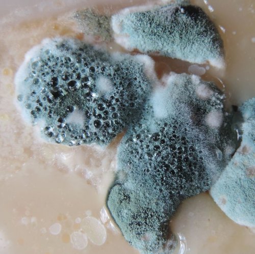 Mold Quiz: questions and answers