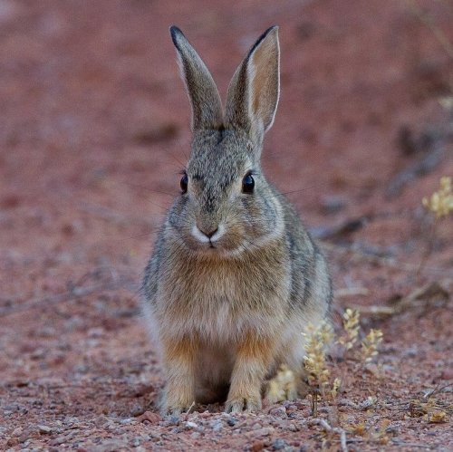 Rabbit Quiz: questions and answers
