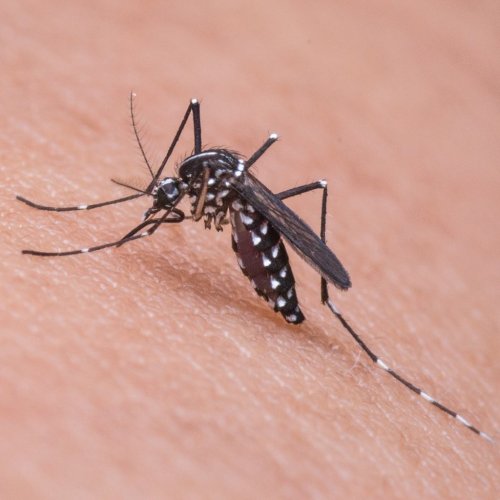 Mosquito Quiz: questions and answers