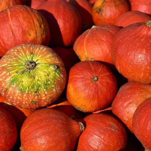 Pumpkin Quiz