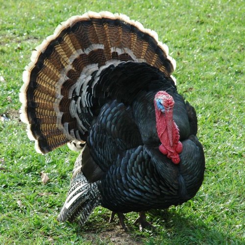 Turkey Quiz: questions and answers