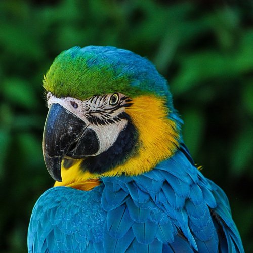 Parrots Quiz: questions and answers