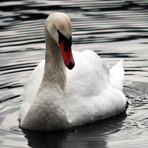 Swans Quiz