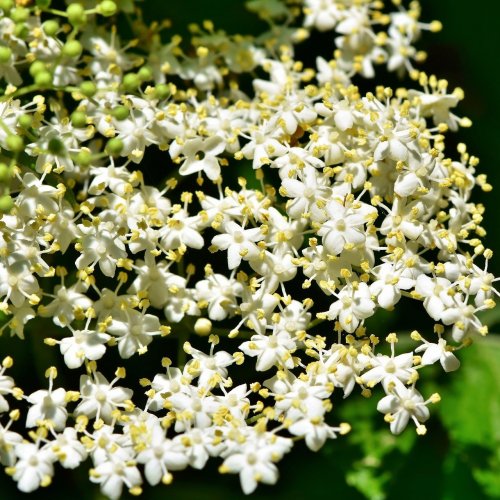 Elderflower Quiz: questions and answers