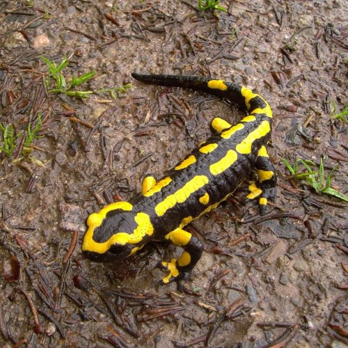 Salamander Quiz: questions and answers