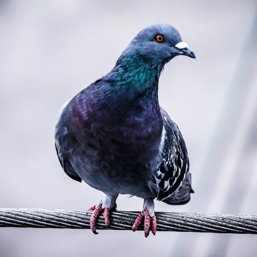 Pigeons Quiz: questions and answers