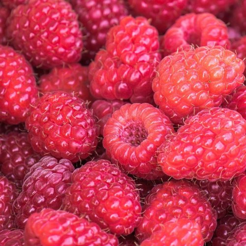 Raspberry Quiz: questions and answers